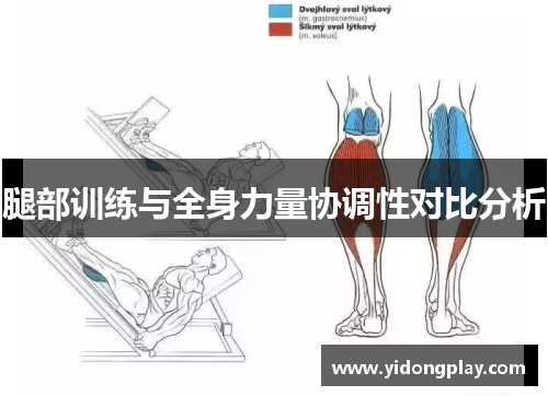 腿部训练与全身力量协调性对比分析